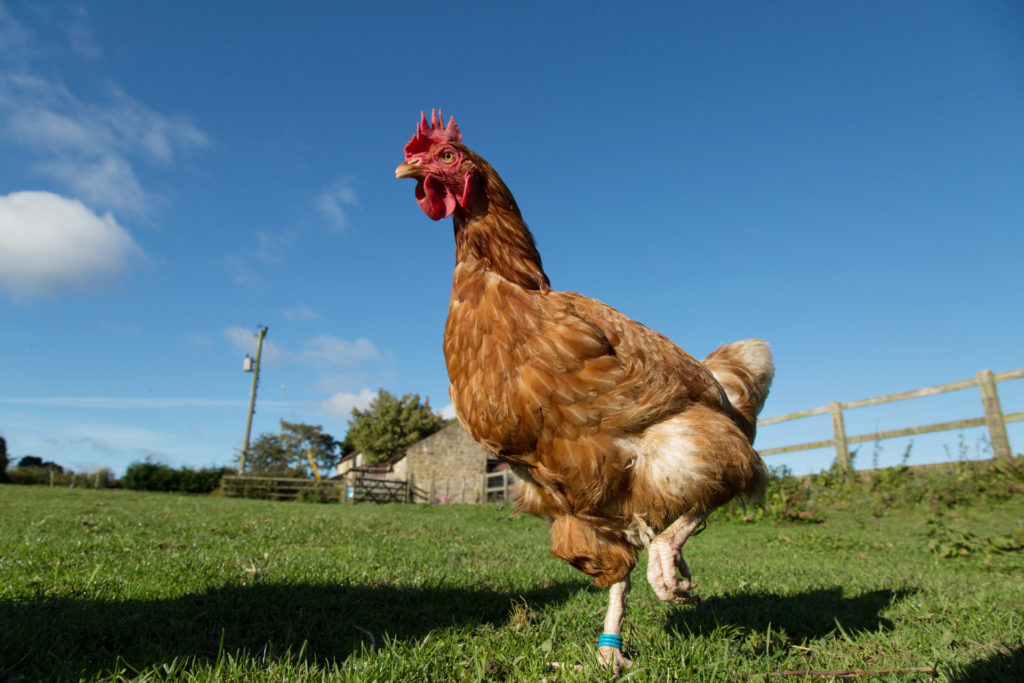poulet revigora locations